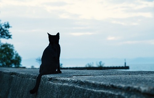仕事やめようかな猫