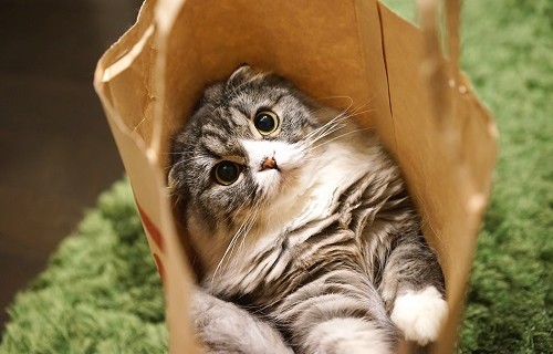 頭が悪い賢い猫