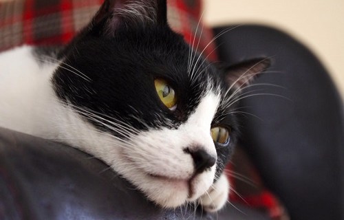 怒られるたそがれ猫