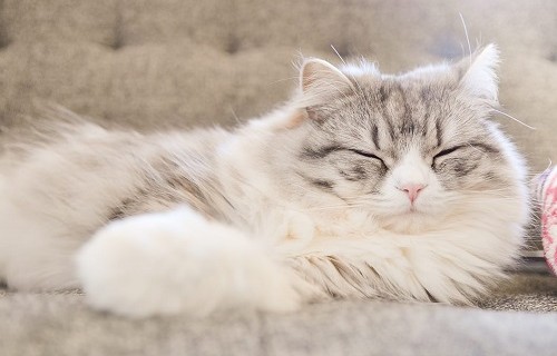 人に好かれる猫