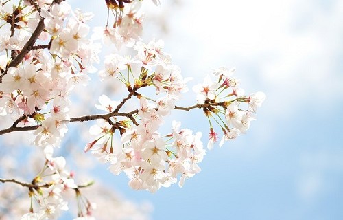幸せって何幸せとは何か、それは桜