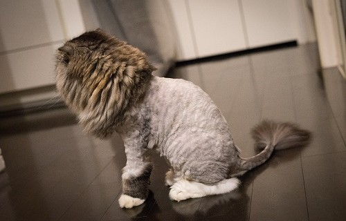 精神的に強くなりたい猫