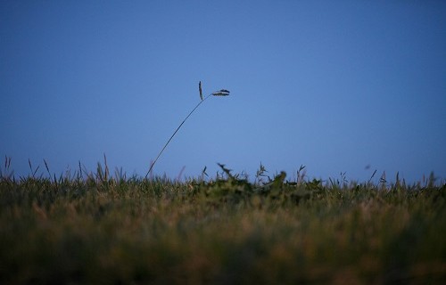 自意識過剰な草