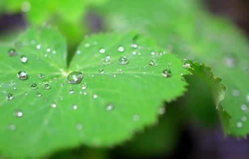 雨も申し訳ないわけではない