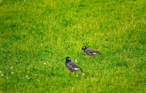 口下手な鳥