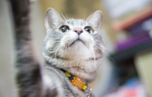 愛される女性は猫