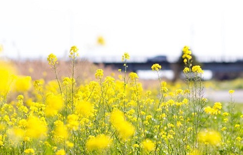 動揺する菜の花
