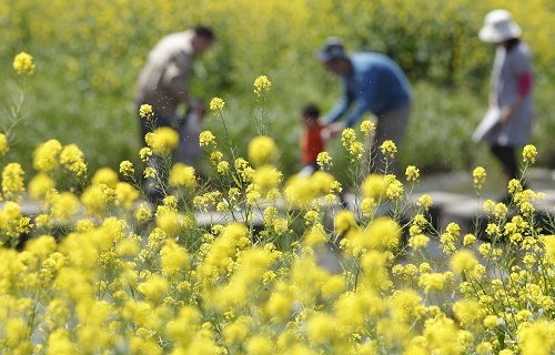 彼氏疲れた菜の花