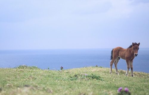スクールカーストから解放の馬