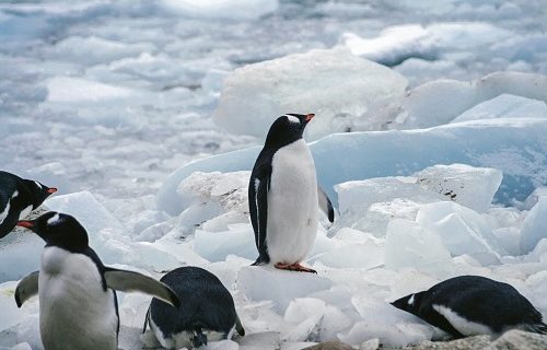 満たされないペンギン