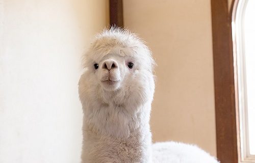 個性のないアルパカ