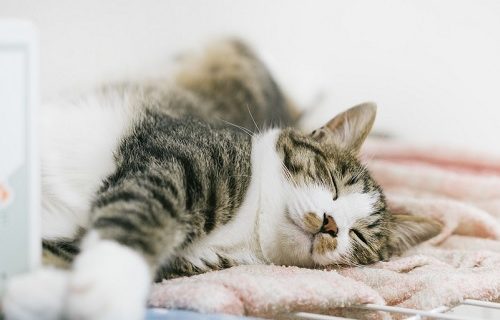 自己中猫批判は知らん