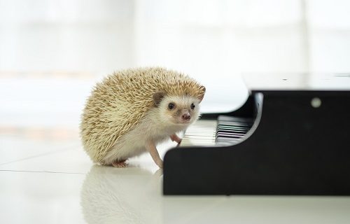 プライドが高いハリネズミ