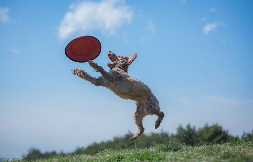 心の折れるキャッチ
