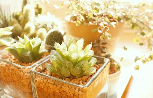 緊張しいな植物たち