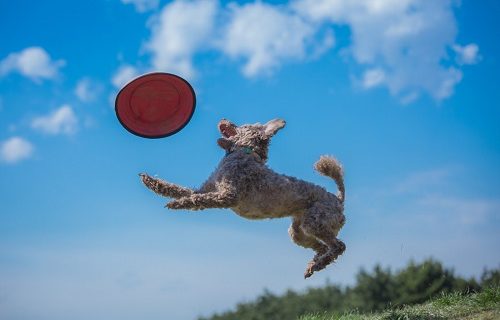 人気者になりたいと思わない犬