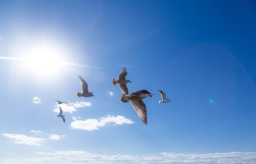 自分を好きになる方法かもめ達