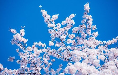 欝は甘えかもそんなことより桜