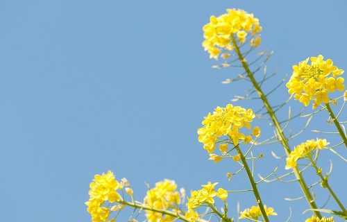 愛着障害菜の花