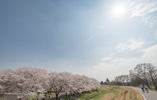 必要とされたい桜