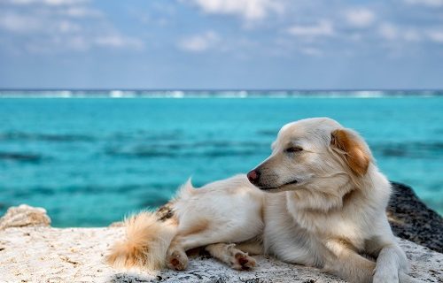 仕事が怖い犬