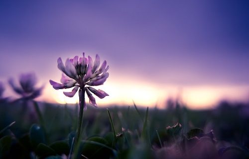死にたい花はないのかも