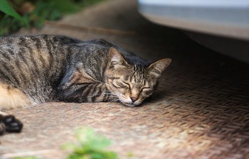 休む養生の猫