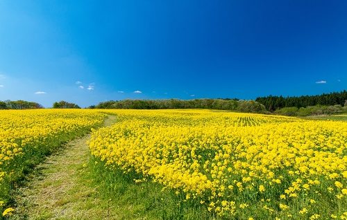 学校行きたくない道草