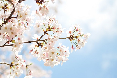 幸せって何幸せとは何か、それは桜